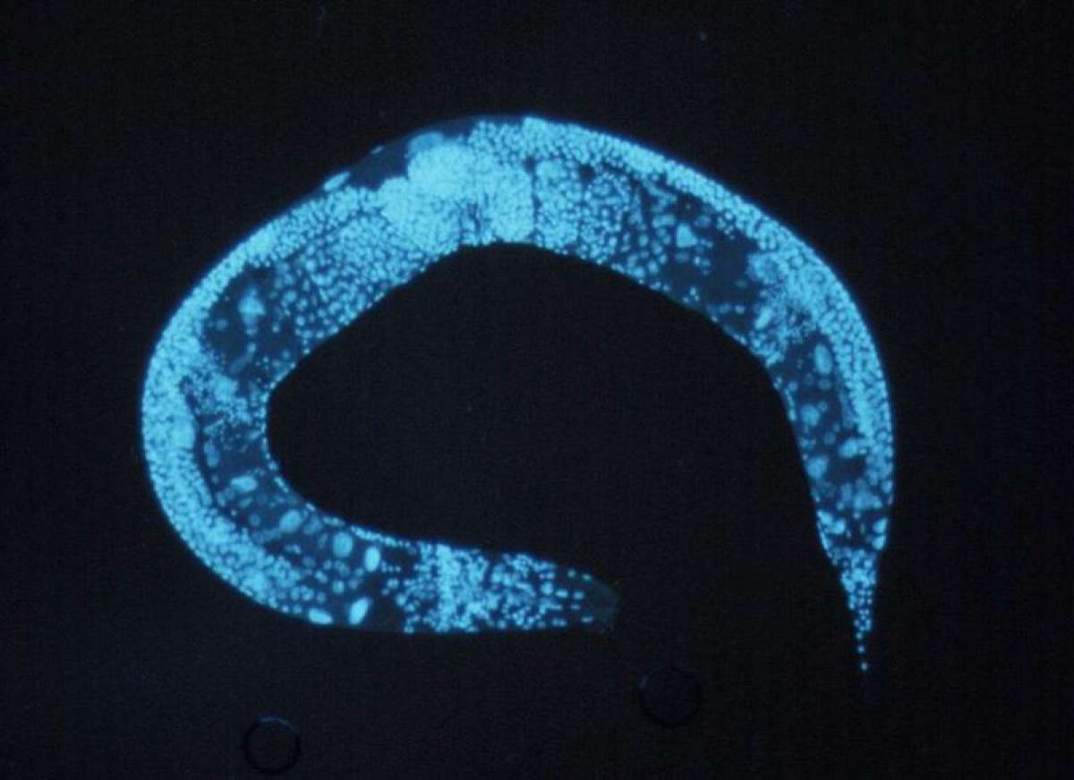 Un equipo de científicos coreanos duplica la esperanza de vida en gusanos alterando una enzima.