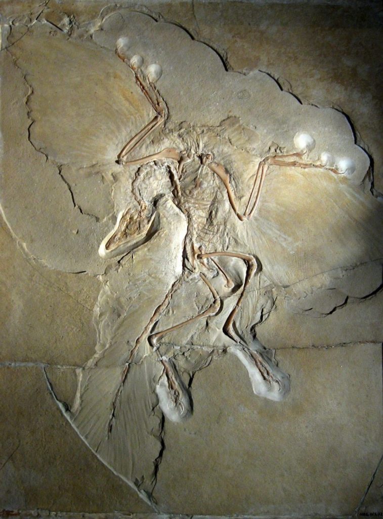 Fósil de "Archaeopteryx litographica". Museo de Historia Natural, Berlín