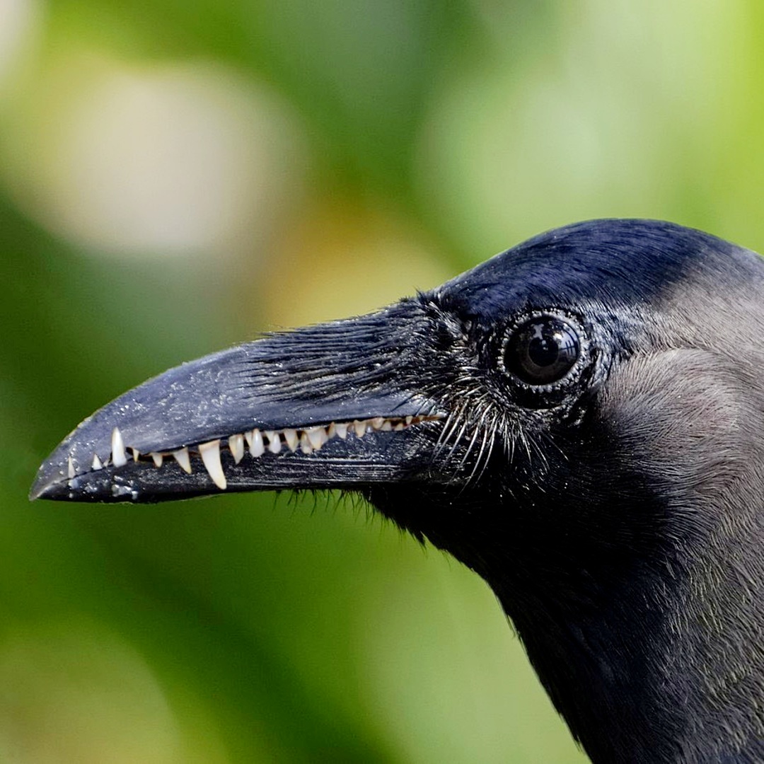 El Gabinete de curiosidades y monstruosidades – ¿Por qué las aves no tienen dientes y en cambio tienen pico?