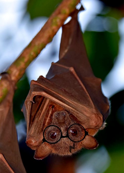 murciélago con gafas